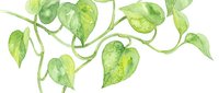 Watercolor illustration of green heart-shaped leaves on curved stems isolated on white background, suitable for botanical designs, wallpapers, and decorative projects.