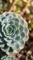 Close-up of blue-green succulent plant with pink edges in natural outdoor garden setting with soft bokeh background for botanical and nature themes.