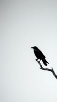 Black crow silhouette perched on bare tree branch against overcast gray sky creating minimalist nature composition for wildlife photography projects.