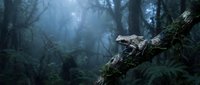 Small gray frog sitting on mossy tree branch in misty dark forest with atmospheric blue lighting and dense woodland vegetation creating moody nature scene.
