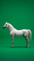 White Arabian horse standing in profile on green background isolated for design and advertising projects.