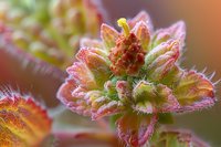 Extreme macro photography of succulent plant with water droplets and morning dew, showing delicate pink petals and tiny hairs in soft natural light.