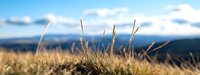 Golden dry grass blades against blurred mountain landscape with blue sky and clouds, creating serene natural panorama for outdoor and travel themes.