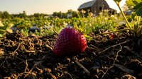 Fresh ripe strawberry growing in organic farm field during golden hour sunset with greenhouse in background for agricultural harvest concepts.