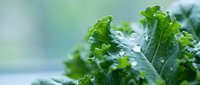 Fresh green leafy vegetables with water droplets on natural blurred background for healthy eating and organic food concepts in kitchen setting.