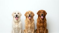 Three golden retriever dogs sitting in row with tongues out on white background isolated for pet care veterinary design concepts.