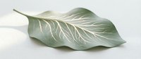 Isolated green leaf with detailed vein patterns on white background, suitable for design projects, botanical illustrations, nature graphics, and educational materials.