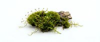Vibrant green moss with soil and bark isolated on white background, ready for design, nature graphics, and botanical projects.