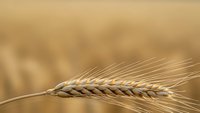 Golden wheat ear with long awns against blurred warm field background, representing harvest season, agriculture, and grain production for food industry.
