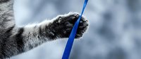 Young raccoon grasping blue rope or stick with front paw against snowy winter background. Wildlife animal behavior and interaction concept.