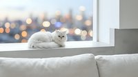 White fluffy cat resting on sofa back with city skyline bokeh lights in background, suitable for pet, lifestyle and home decor content.
