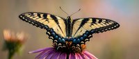 Old World Swallowtail butterfly with yellow and black wings perched on purple flower. Macro nature photography suitable for wildlife, garden, and educational content.