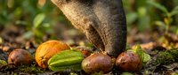 Elephant trunk reaching for fallen fruits and nuts on forest floor during golden hour feeding time in natural wildlife habitat.