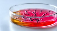 Bacterial colonies growing in red nutrient agar petri dish on laboratory table, close up view showing scientific research and microbiology testing.