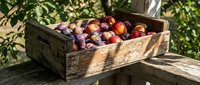 Rustic wooden crate filled with freshly harvested plums and nectarines on a weathered fence in a sunlit orchard garden.