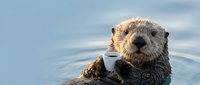 Adorable sea otter floating on back in calm blue water holding white coffee cup, cute marine mammal enjoying hot beverage in ocean habitat.