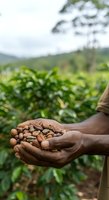 Farmer holding harvested cacao pods in hands over plantation field. Agricultural worker displaying cocoa beans crop for chocolate production and farming industry use.