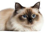 Sacred birman cat with striking blue eyes and cream colored fur with dark points lying on white background, isolated portrait suitable for pet industry designs.