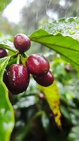 Fresh ripe coffee cherries with water drops on green leaves during rain. Close-up of wet red coffee beans growing on branch in natural plantation setting.
