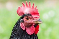 Close-up portrait of black rooster head with bright red comb and wattles against blurred green background for poultry farming and agriculture concepts.