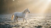 Cream-colored horse standing in frost-covered meadow at sunrise with golden light rays filtering through misty atmosphere, suitable for equestrian and nature backgrounds.