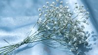 Delicate white baby's breath flowers bouquet with thin green stems against soft blue sky background for wedding decoration and floral arrangements.