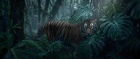 Majestic tiger prowling through dense tropical rainforest with lush green foliage and misty atmospheric lighting creating dramatic wildlife scene.