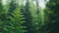 Vibrant green fern frond against blurred forest background showcases delicate leaf structure and natural symmetry in soft morning light. Fresh woodland flora.