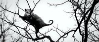 Silhouette of opossum perched on bare tree branches against overcast sky. Wildlife photography capturing marsupial in natural habitat during winter season.