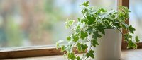 Young pothos plant with trailing green and white variegated leaves in white ceramic pot on windowsill, ideal for home decor and indoor gardening projects.