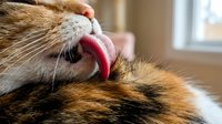 Ginger tabby cat licking its own fur during grooming session indoors, showing pink tongue and whiskers in close-up detail.
