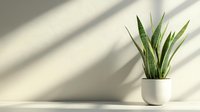 Snake plant in white ceramic pot with dramatic shadow patterns on minimalist wall background for modern interior design and home decor concepts.