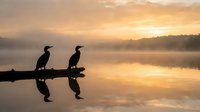 Silhouettes of two cormorants perched on a log at sunrise over misty water, reflecting golden light. Use for nature, wildlife, and serene landscape projects.
