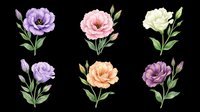 Carnation flowers in purple, pink, peach, and cream with green stems and buds isolated on transparent background. Ready for t-shirt designs, clipart, stickers, sublimation, and print-on-demand products.