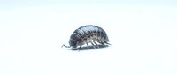 Gray armadillo-like creature with segmented shell isolated on white background for educational and design projects.