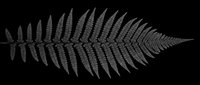 Detailed black fern leaf silhouette isolated on transparent background, ready for t-shirt design, stickers, clipart, sublimation, and print on demand projects.