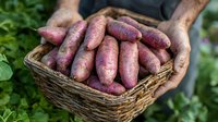 Freshly harvested purple sweet potatoes in rustic wicker basket held by farmer's soil-covered hands, organic produce against green garden background.