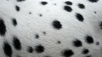 Dalmatian dog fur texture with distinctive black spots on white coat, natural animal pattern background for fashion and textile design projects.
