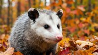 Young opossum with gray and white fur sitting among colorful autumn leaves in forest setting during fall season.
