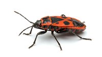 Red and black spotted beetle insect isolated on white background, suitable for educational materials, nature illustrations, and scientific publications.