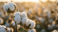 Cotton bolls on plant in field during golden hour sunset with warm natural lighting for agricultural and farming concepts.