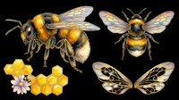Honey bee and butterfly isolated elements on transparent background, ready for t-shirt design, clipart, stickers, sublimation and print-on-demand products.