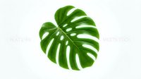 Single green monstera leaf with distinctive split foliage isolated on white background, ready for design projects, botanical illustrations, and eco-friendly branding applications.