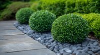 Manicured round boxwood shrubs along stone pathway with decorative gray river rock border create modern minimalist garden landscape design for outdoor spaces.