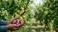 Farmer holding open pomegranate with seeds in hand against blurred orchard foliage background, showcasing fresh harvest and agricultural produce for farming and food industry use.