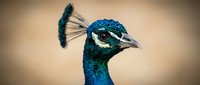 Male peacock head profile showing vibrant blue and green iridescent plumage with ornate crest feathers against soft blurred background for wildlife photography.