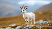 Majestic white mountain goat standing on rocky terrain against blurred mountainous landscape in warm autumn colors, showcasing wildlife in natural habitat.