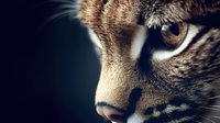 Close-up of tabby cat face with amber eye and distinctive markings against dark background, creating dramatic lighting for pet photography or animal portrait.