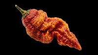 Wrinkled red and orange hot chili pepper isolated on transparent background, ready for t-shirt design, clipart, stickers, print-on-demand products and sublimation projects.