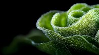 Fresh green lettuce leaves with water droplets on dark background for healthy eating and organic food concepts.